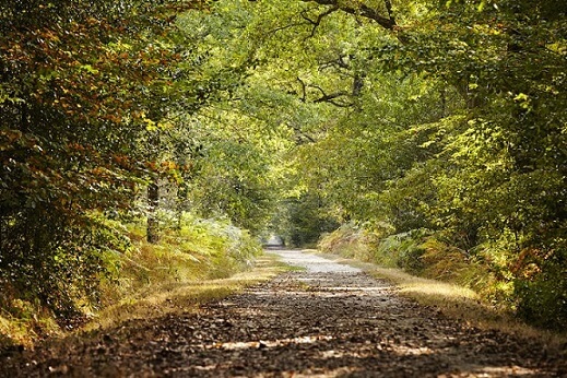 Paysage du Bocage Vendéen