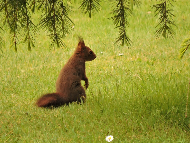 Ecureuil en balade dans le parc de notre chambre dhote en vendée